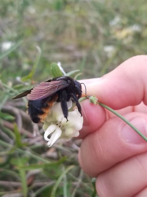 August S Carpenter Xylocopa Augusti Colorado Native Bee