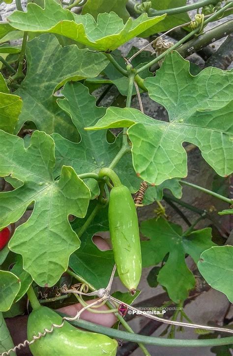 Ivy Gourd Plant Live Pack Of 5 Garden And Outdoors