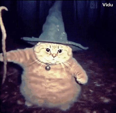 Cat Wizard Cat Wizard Meme Descubrir Y Compartir Gifs