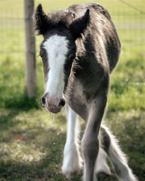 Sf Stunner Spirit Farm Gypsy Cobs