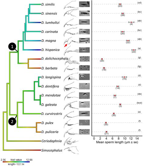 Evolution Of Sperm Length And Genital Papilla Morphology In Daphnia