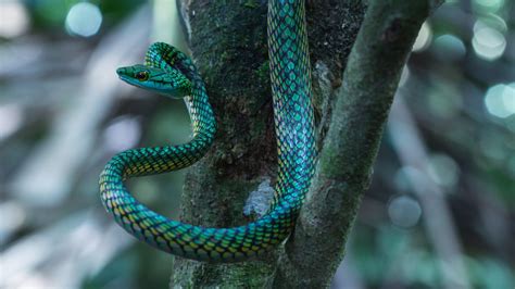 Parrot Snake By Rita Caluori 500px Snake Parrot Amphibians