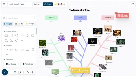 Phylogenetic Tree Maker Phylogenetic Tree Template Creately