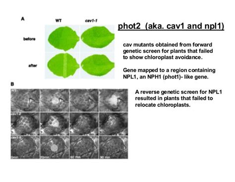 Photomorphogenesis Photosensors Light Signal Transduction