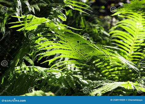 Beautiful Fern With Lush Green Leaves Growing Outdoors Stock Image