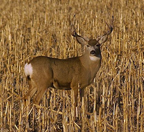 Kansas Mule Deer Hunting Mule Deer Mule Deer Hunting Whitetail Deer