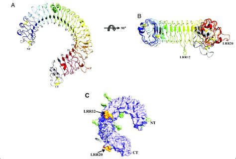 Tlr3 Ectodomain Adapted From Bell Et Al 2005 Athe Extracellular