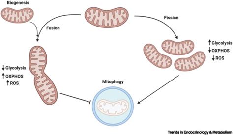 Opa Regulation Of Mitochondrial Dynamics In Skeletal And Cardiac