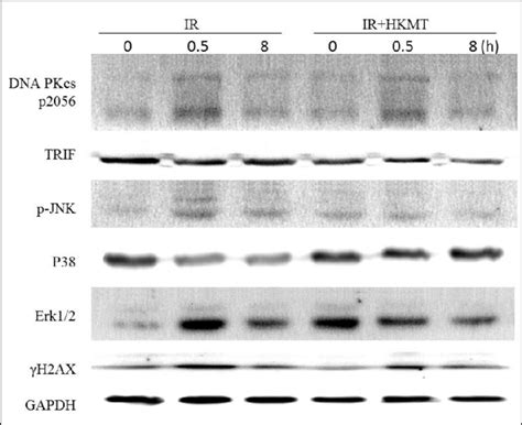 Regulatory Effects Of Hkmt On Mapk Signaling Pathway Representative