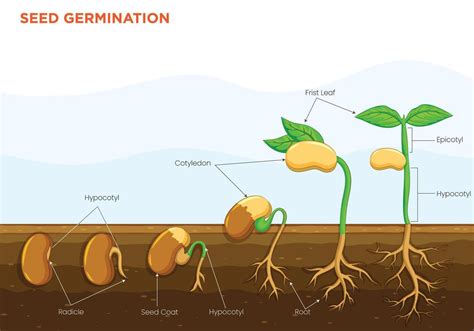 seed germination  transformation  seeds  thriving plants