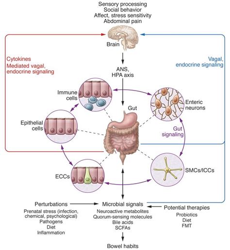 Microbiota Gut Brain Axis