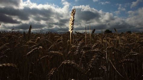 Hunting for Wheat Rust Resistance Amid Relentless Fungal Mutations