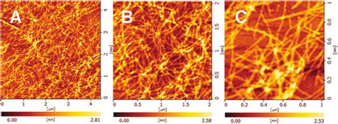 Afm Images Of D Chiral Peptide D Eak Self Assembling Into Nanofibers