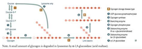 Biochem Glycogen Synthesis Degradation Flashcards Quizlet