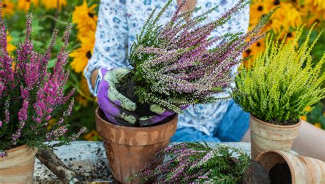 Care of Indoor Potted Heather Plants | Gardener's Supply