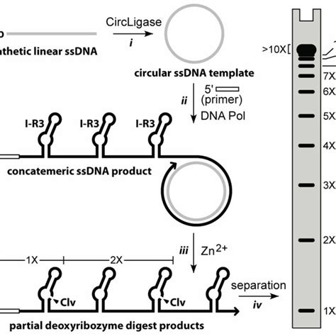 Scheme For Producing An Ssdna Ladder Using Rca And A Self Hydrolyzing