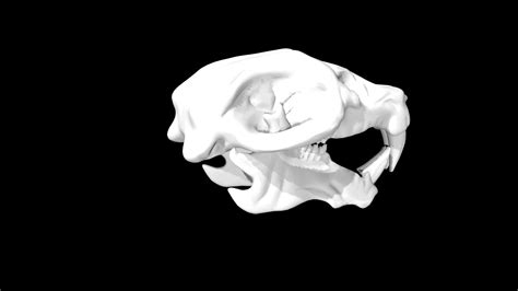 Rigged Rat Skull 3d Model Turbosquid 1859085