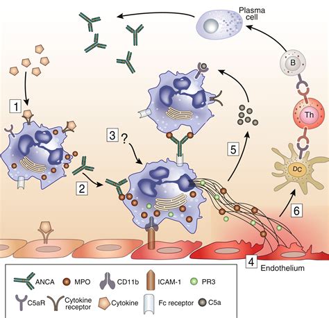 The Net Effect Of Anca On Neutrophil Extracellular Trap Formation