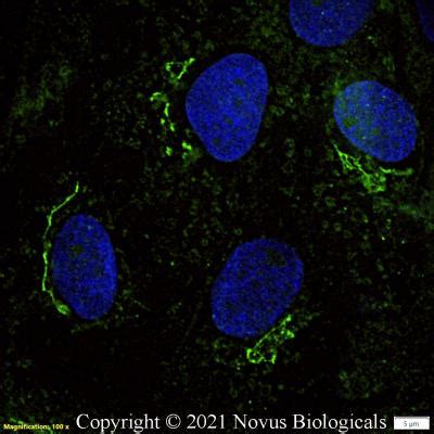 GM130 GOLGA2 Antibody FITC NBP2 53420F Novus Biologicals