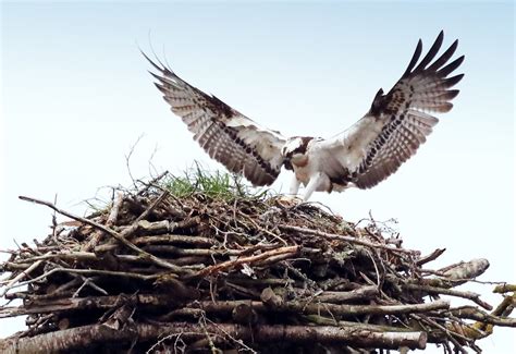 The NHBS Guide To UK Bird Nest Identification Hoopoe A Blog By Nhbs