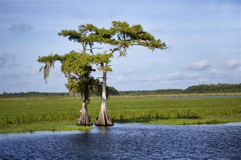 10 Native Florida Trees to Plant in Your Garden - Cape Coral Landscape ...