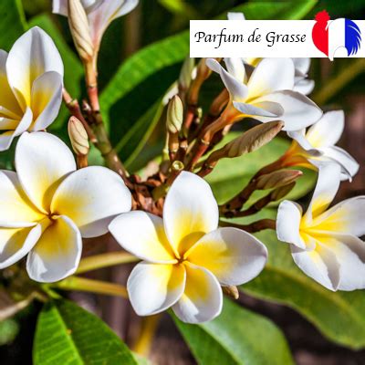 Parfum Fleur de Tiaré Monoï Pour bougie et parfum d ambiance Cyor fr