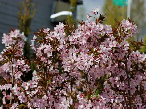 Prunus Nipponica Ruby Harviala Oy