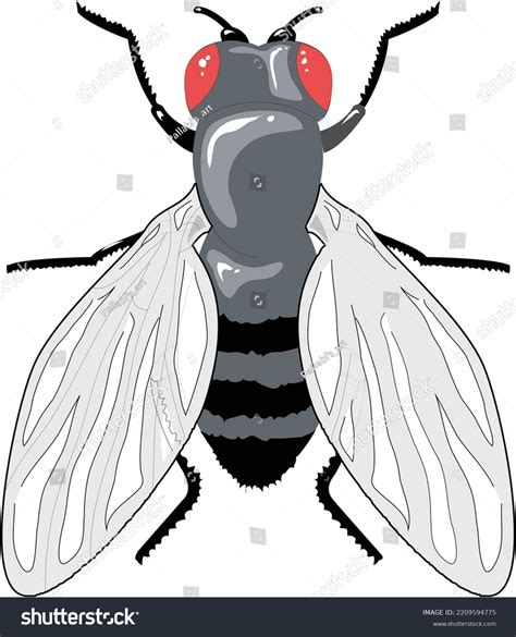 2D Vector Graphic Drawing Of Fruit Fly Or Royalty Free Stock Vector