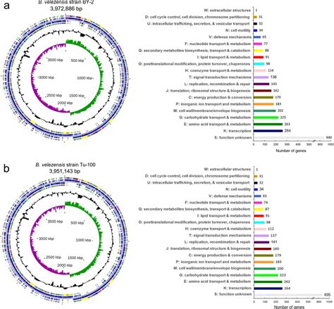 Visual Representation And COG Functional Classification Of The B