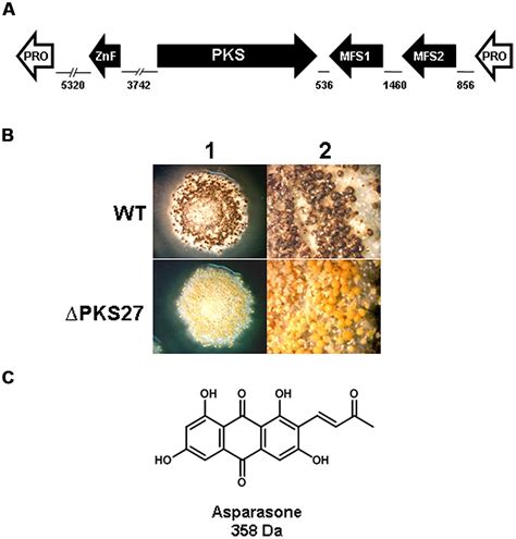 Frontiers Association Of Fungal Secondary Metabolism And Sclerotial