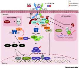 Il 17 Signaling The Yin And The Yang Trends In Immunology