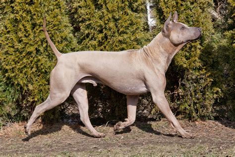 Thai Ridgeback