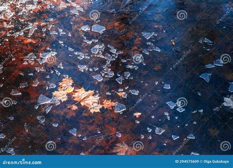 Yellow Autumn Fallen Leaves On Surface Of Water In A Pond Covered With