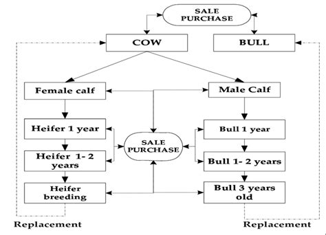 1 Modelling Dairy Herd Demography Using A Dynamic Approach Download