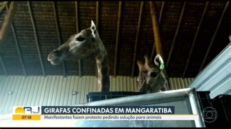 Seis meses após morte de três animais girafas importadas da África