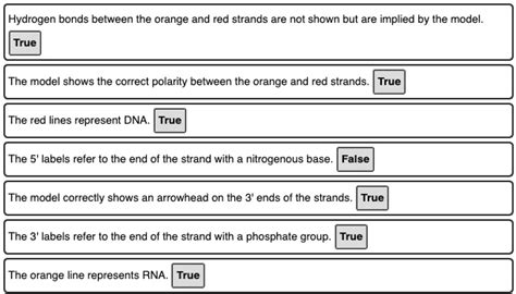 Hydrogen Bonds Between The Orange And Red Strands Are Not Shown But Are