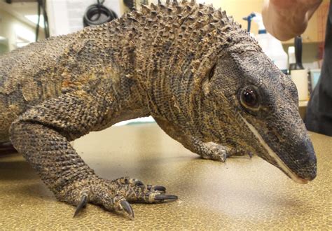 Asian Water Monitor Enclosure