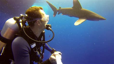 Plonger Avec Les Requins En Mer Rouge Youtube