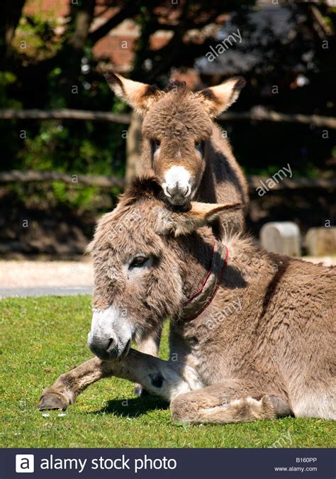 New Forest Donkey Hi Res Stock Photography And Images Alamy