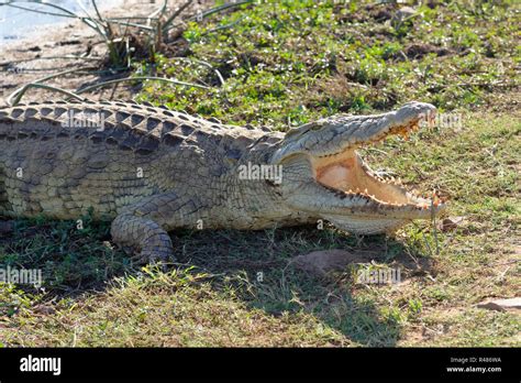 Nile Crocodile Crocodylus Niloticus Mouth Wide Open For