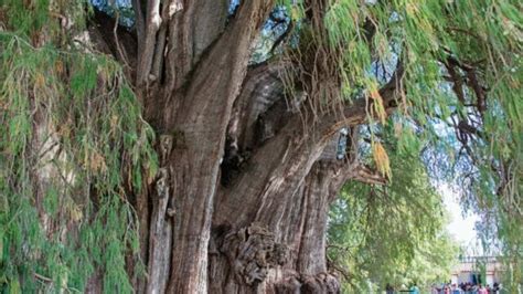 Árbol De Ahuehuete Significado Del Nombre Beneficios Y