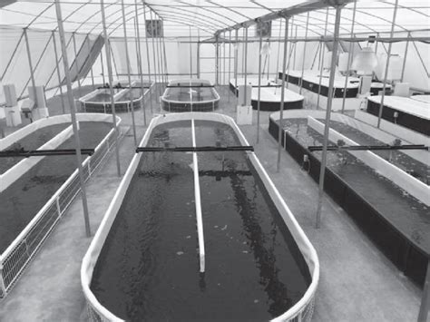 6 Large Scale Cultivation Of Spirulina Platensis In Raceways For Food