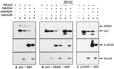 Role Of MDM2 P19ARF And The 26S Proteasome In E1B55K E4orf6 Induced