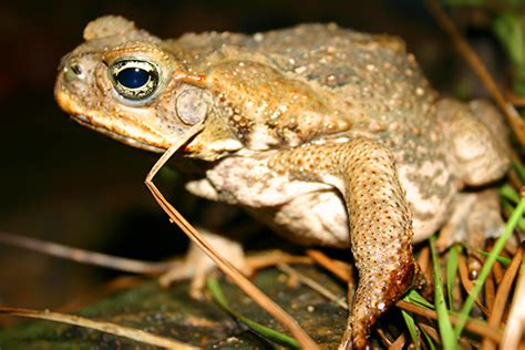 Control Of Cane Toads Department Of People Sport And Culture