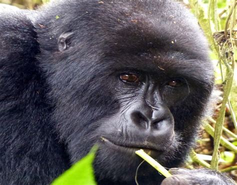 Gorilla Trekking Discovery Journeys Wildlife Safari Adventures