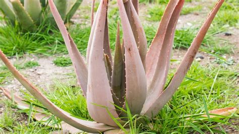 Reasons Aloe Plant Turning Brown Wilting Solved Fixes