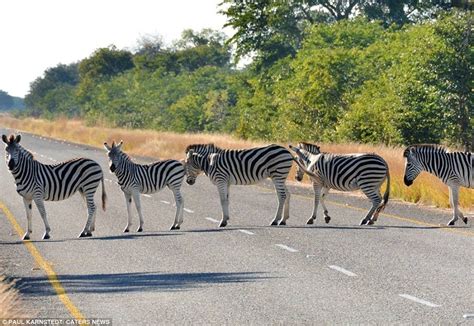 Real Life Zebra Crossing Photographed By Paul Karnstedt Near National