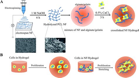 Electrospun Nanofibrils Embedded Hydrogel Composites For Cell