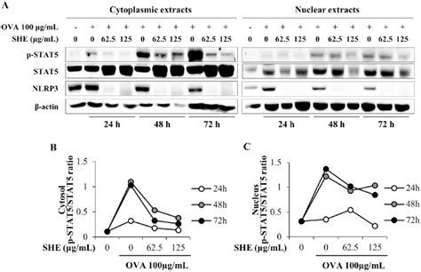 A Representative Immunoblots Of Phosphorylated Signal Transducer And Download Scientific