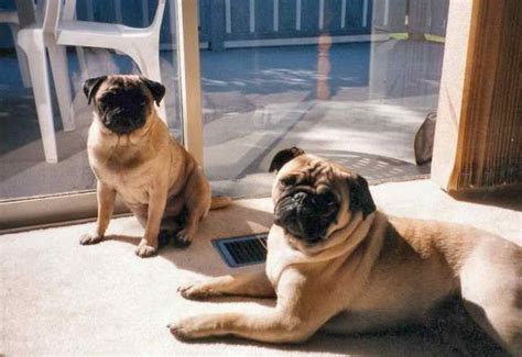 Large Pug